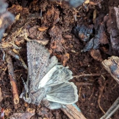 Dasygaster (genus) (A Noctuid moth) at Watson, ACT - 10 Feb 2024 by AniseStar