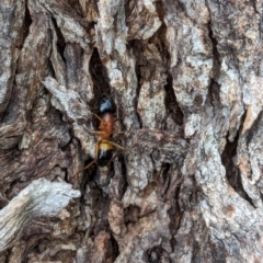 Camponotus consobrinus at Watson Green Space - 10 Feb 2024