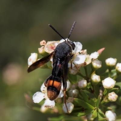 Leucospis sp. (genus) (Leucospid wasp) at Croke Place Grassland (CPG) - 7 Feb 2024 by kasiaaus