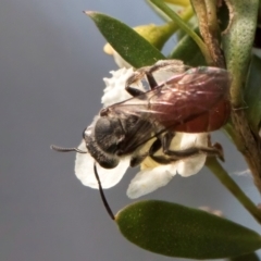 Lasioglossum (Parasphecodes) sp. (genus & subgenus) (Halictid bee) at Croke Place Grassland (CPG) - 7 Feb 2024 by kasiaaus