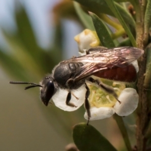 Lasioglossum (Parasphecodes) sp. (genus & subgenus) at Croke Place Grassland (CPG) - 7 Feb 2024