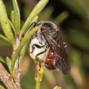 Lasioglossum (Parasphecodes) sp. (genus & subgenus) at Croke Place Grassland (CPG) - 7 Feb 2024