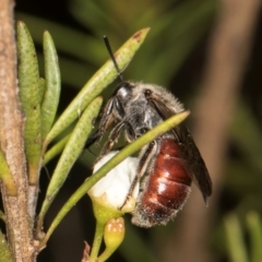 Lasioglossum (Parasphecodes) sp. (genus & subgenus) at Croke Place Grassland (CPG) - 7 Feb 2024