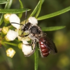 Lasioglossum (Parasphecodes) sp. (genus & subgenus) at Croke Place Grassland (CPG) - 7 Feb 2024