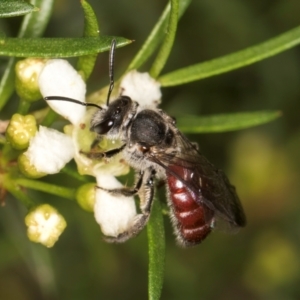 Lasioglossum (Parasphecodes) sp. (genus & subgenus) at Croke Place Grassland (CPG) - 7 Feb 2024