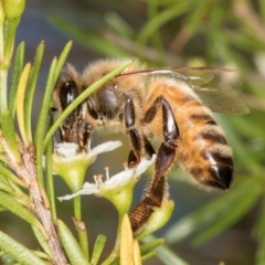 Apis mellifera (European honey bee) at Croke Place Grassland (CPG) - 7 Feb 2024 by kasiaaus