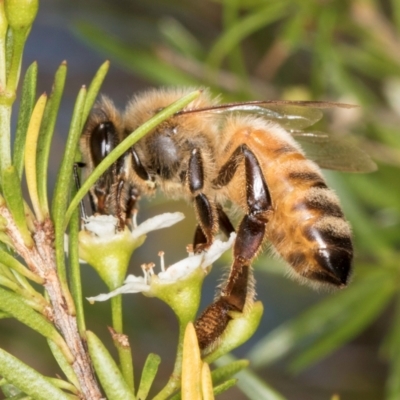 Apis mellifera (European honey bee) at Croke Place Grassland (CPG) - 7 Feb 2024 by kasiaaus