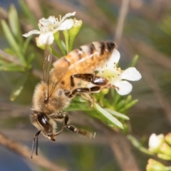 Apis mellifera at Croke Place Grassland (CPG) - 7 Feb 2024