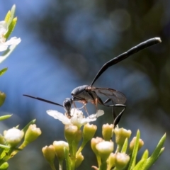 Pseudofoenus sp. (genus) (Unidentified bee-parasite wasp, burrowing bee parasite wasp) at Croke Place Grassland (CPG) - 7 Feb 2024 by kasiaaus