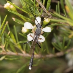 Pseudofoenus sp. (genus) at McKellar, ACT - 7 Feb 2024