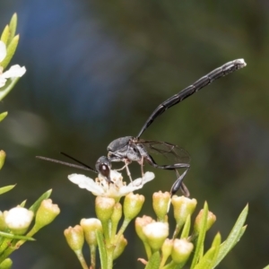 Pseudofoenus sp. (genus) at McKellar, ACT - 7 Feb 2024