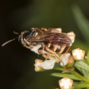 Lasioglossum (Chilalictus) bicingulatum at McKellar, ACT - 7 Feb 2024