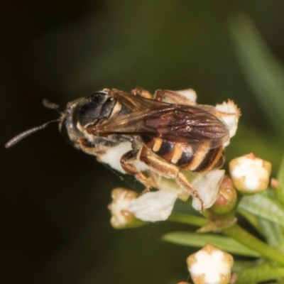 Lasioglossum (Chilalictus) bicingulatum (Halictid Bee) at Croke Place Grassland (CPG) - 7 Feb 2024 by kasiaaus