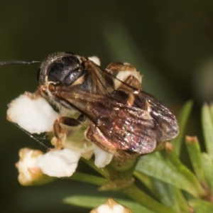 Lasioglossum (Chilalictus) bicingulatum at McKellar, ACT - 7 Feb 2024