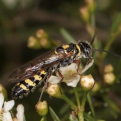 Agriomyia sp. (genus) (Yellow flower wasp) at Croke Place Grassland (CPG) - 7 Feb 2024 by kasiaaus