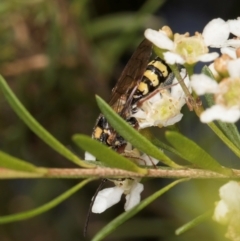 Agriomyia sp. (genus) at McKellar, ACT - 7 Feb 2024