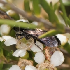 Apiformes (informal group) (Unidentified bee) at McKellar, ACT - 7 Feb 2024 by kasiaaus
