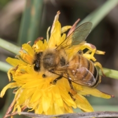 Apis mellifera (European honey bee) at McKellar, ACT - 7 Feb 2024 by kasiaaus
