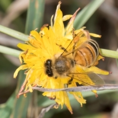 Apis mellifera at McKellar, ACT - 7 Feb 2024 01:24 PM