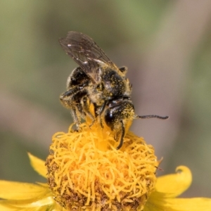 Lasioglossum (Chilalictus) lanarium at McKellar, ACT - 7 Feb 2024 01:25 PM