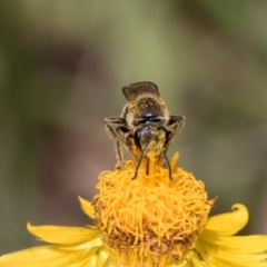 Lasioglossum (Chilalictus) lanarium at McKellar, ACT - 7 Feb 2024 01:25 PM