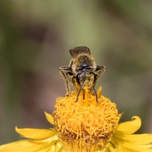 Lasioglossum (Chilalictus) lanarium at McKellar, ACT - 7 Feb 2024 01:25 PM