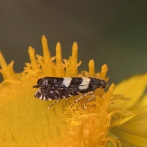 Glyphipterix chrysoplanetis at McKellar, ACT - 7 Feb 2024