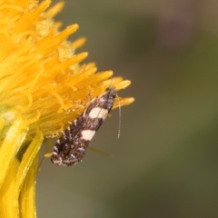 Glyphipterix chrysoplanetis at McKellar, ACT - 7 Feb 2024