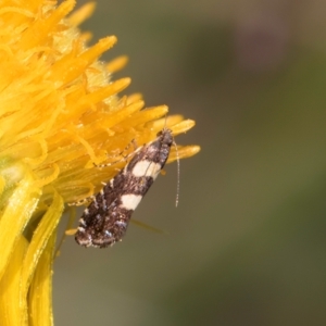 Glyphipterix chrysoplanetis at Croke Place Grassland (CPG) - 7 Feb 2024