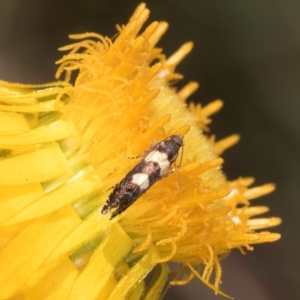 Glyphipterix chrysoplanetis at McKellar, ACT - 7 Feb 2024 01:33 PM