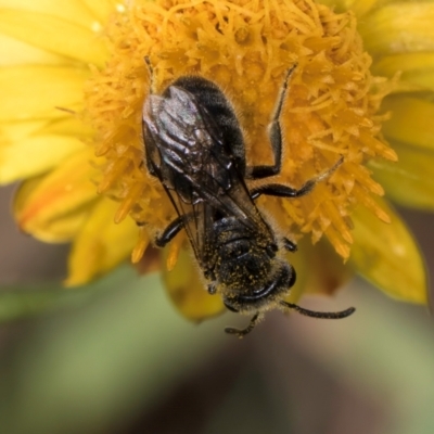 Lasioglossum (Chilalictus) sp. (genus & subgenus) (Halictid bee) at Croke Place Grassland (CPG) - 7 Feb 2024 by kasiaaus