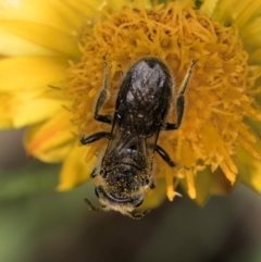 Lasioglossum (Chilalictus) sp. (genus & subgenus) at Croke Place Grassland (CPG) - 7 Feb 2024