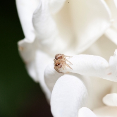 Opisthoncus sp. (genus) (Opisthoncus jumping spider) at Harrison, ACT - 6 Feb 2024 by SavageTheElder