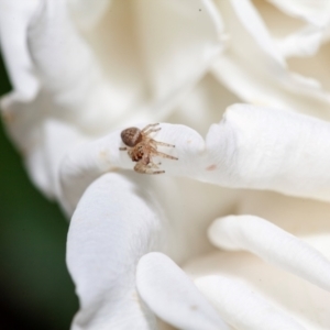 Opisthoncus sp. (genus) at Harrison, ACT - 6 Feb 2024