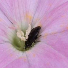 Aethina sp. (genus) (Sap beetle) at Croke Place Grassland (CPG) - 7 Feb 2024 by kasiaaus