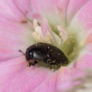 Aethina sp. (genus) at Croke Place Grassland (CPG) - 7 Feb 2024