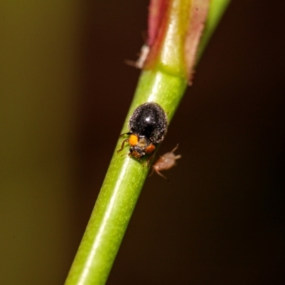 Apolinus lividigaster (Yellow Shouldered Ladybird) at Harrison, ACT - 6 Feb 2024 by SavageTheElder