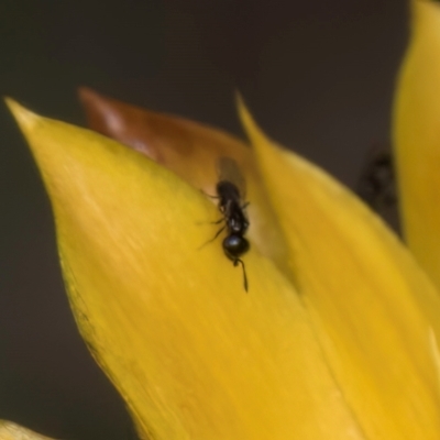 Chalcidoidea (superfamily) (A gall wasp or Chalcid wasp) at McKellar, ACT - 7 Feb 2024 by kasiaaus