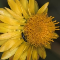 Chalcidoidea (superfamily) at Croke Place Grassland (CPG) - 7 Feb 2024