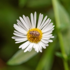 Nysius vinitor (Rutherglen bug) at Harrison, ACT - 6 Feb 2024 by SavageTheElder