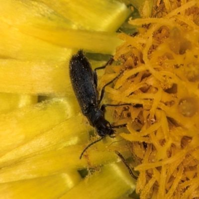 Dasytinae (subfamily) (Soft-winged flower beetle) at McKellar, ACT - 7 Feb 2024 by kasiaaus