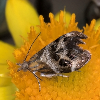 Tebenna micalis (Small Thistle Moth) at Croke Place Grassland (CPG) - 7 Feb 2024 by kasiaaus