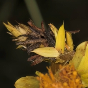 Heliocosma (genus - immature) at Croke Place Grassland (CPG) - 7 Feb 2024