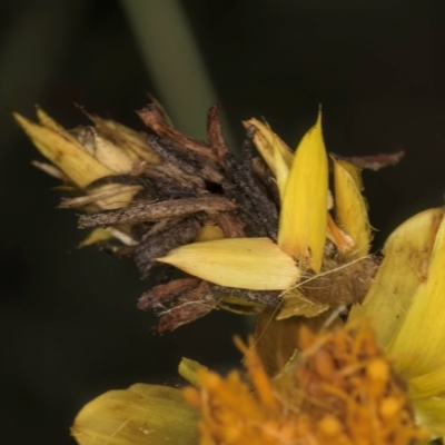 Heliocosma (genus - immature) (A tortrix or leafroller moth) at McKellar, ACT - 7 Feb 2024 by kasiaaus