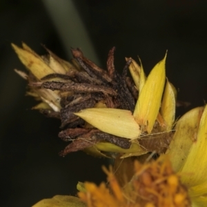 Heliocosma (genus - immature) at Croke Place Grassland (CPG) - 7 Feb 2024