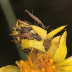 Heliocosma (genus - immature) at Croke Place Grassland (CPG) - 7 Feb 2024