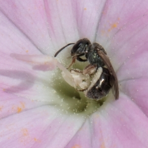 Lasioglossum (Homalictus) urbanum at McKellar, ACT - 7 Feb 2024 01:39 PM