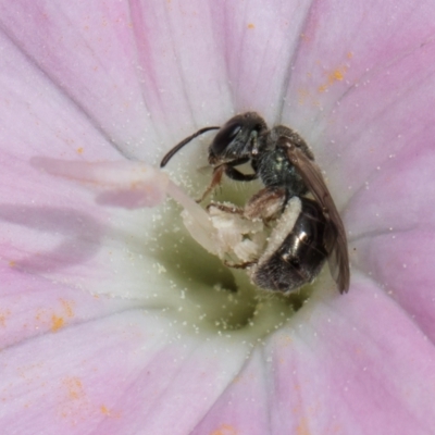 Lasioglossum (Homalictus) urbanum (Furrow Bee) at Croke Place Grassland (CPG) - 7 Feb 2024 by kasiaaus