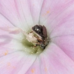 Lasioglossum (Homalictus) urbanum at Croke Place Grassland (CPG) - 7 Feb 2024