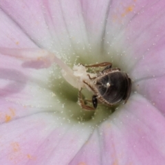 Lasioglossum (Homalictus) urbanum at Croke Place Grassland (CPG) - 7 Feb 2024